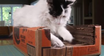 Video: Cat Scratcher Beer Box